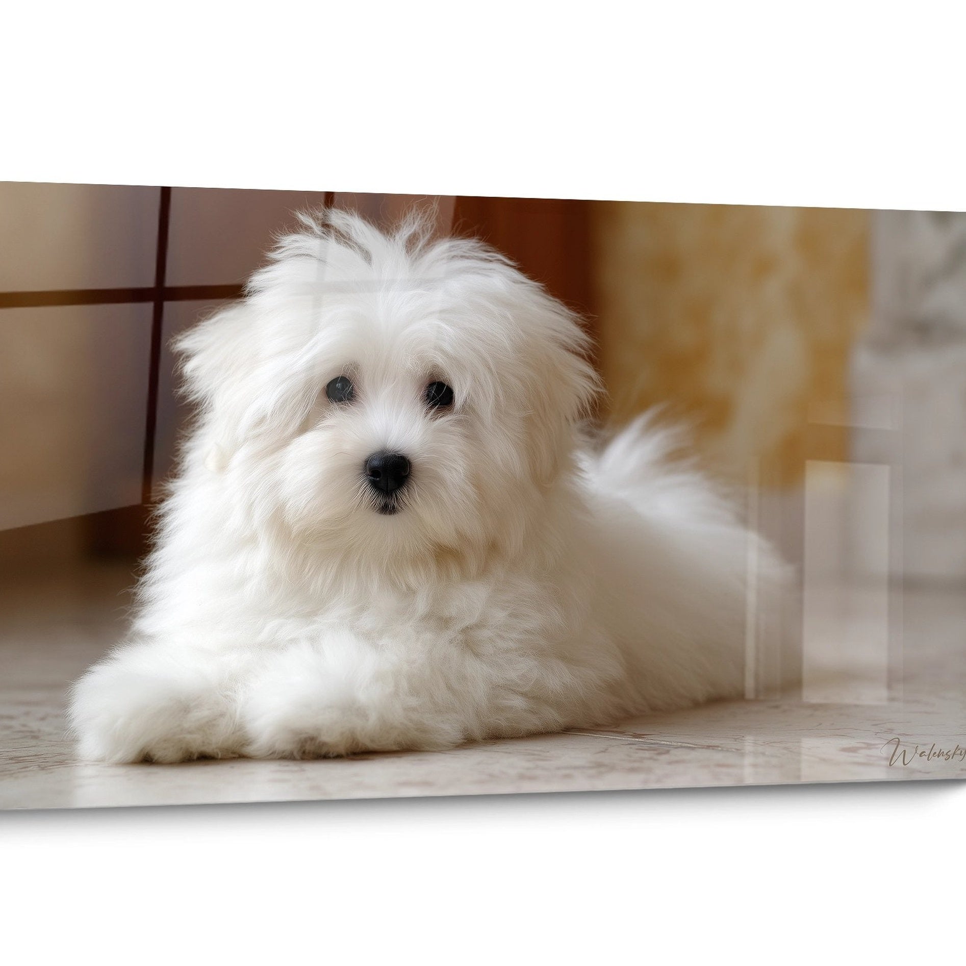 Tableau chien Coton de Tuléar Réaliste