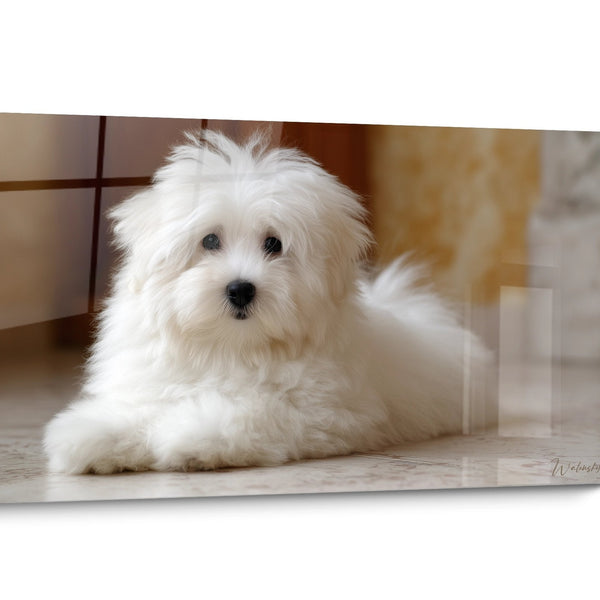 Tableau chien Coton de Tuléar Réaliste