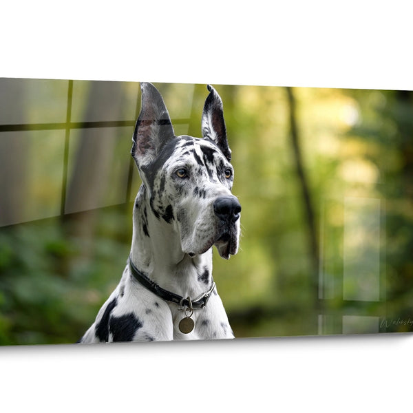Tableau Dogue Allemand Noir et Blanc