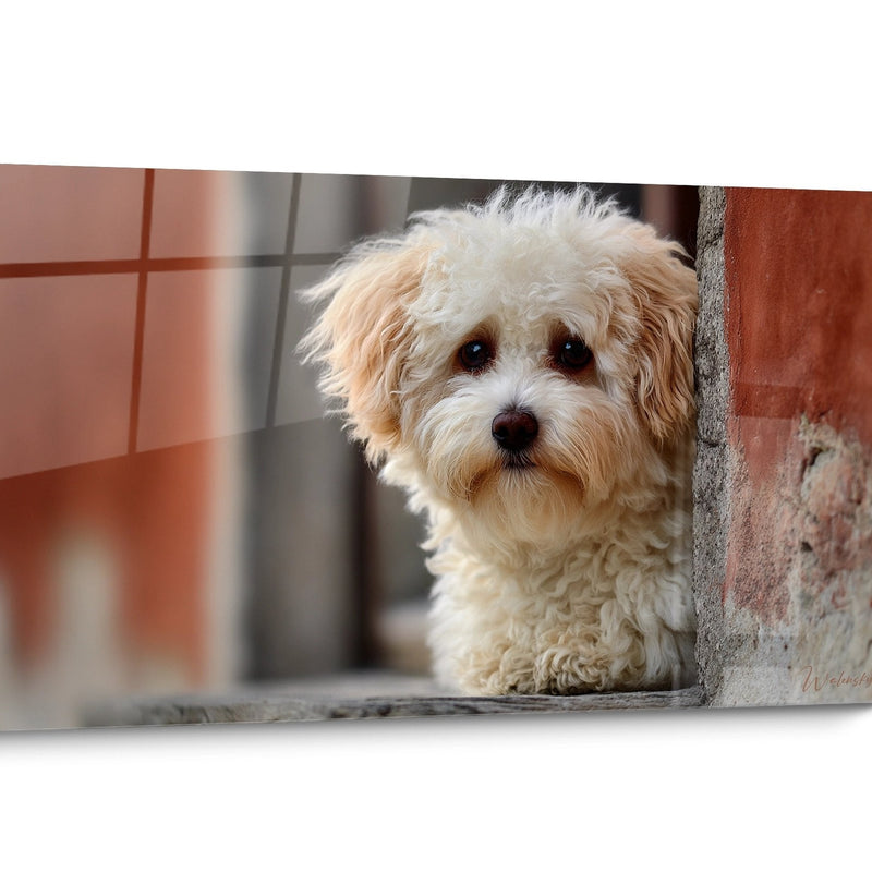 Havanese Dog Canvas Art