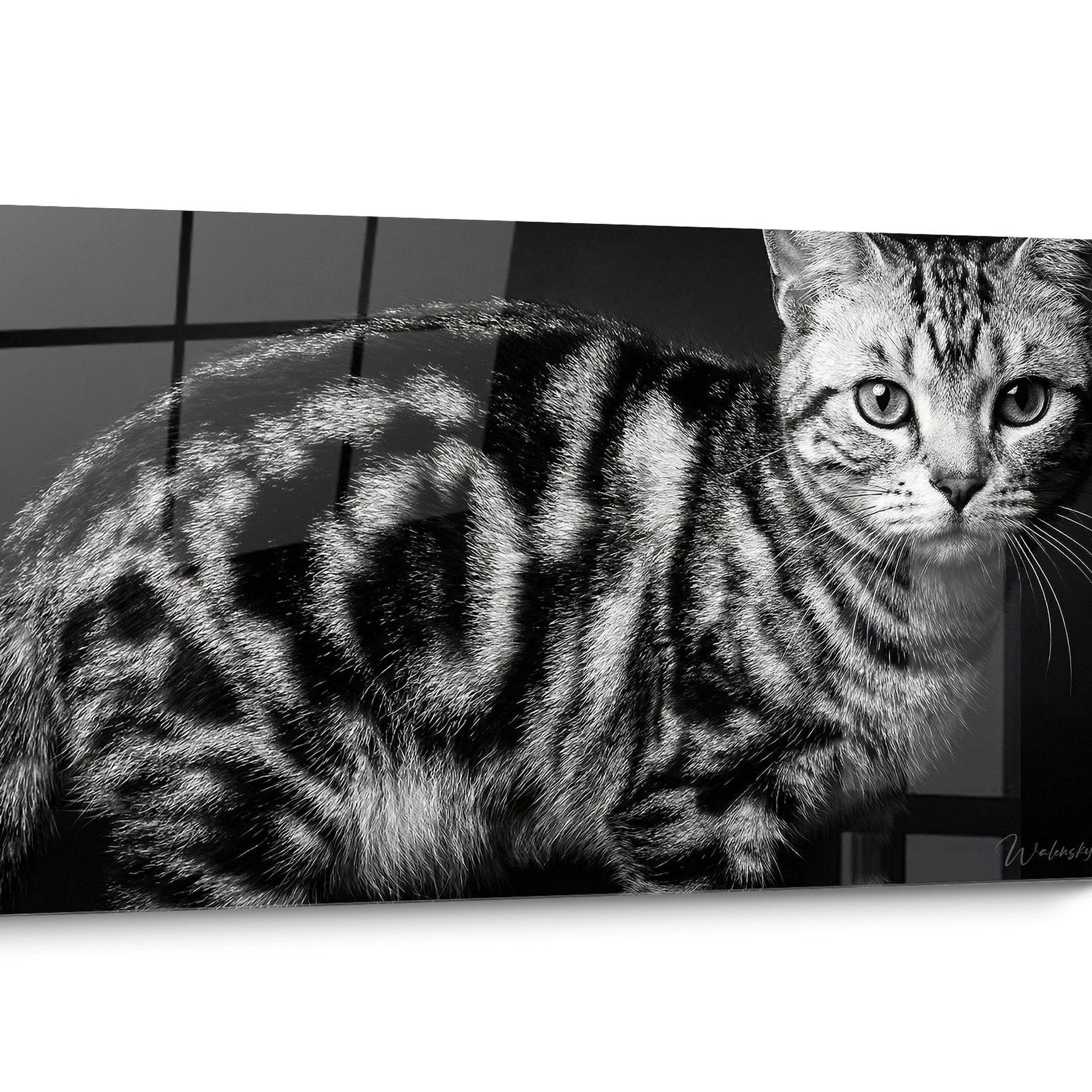 Tableau chat American Shorthair Tigré