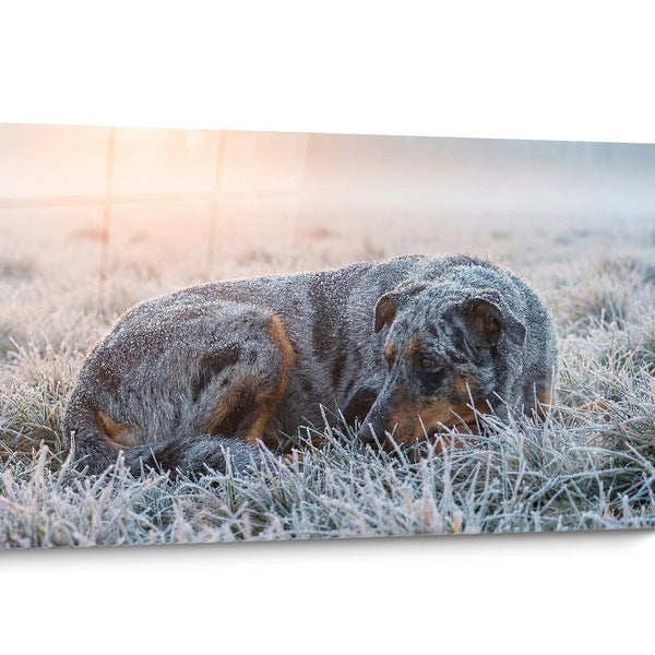 Tableau chien Beauceron Noir et Blanc
