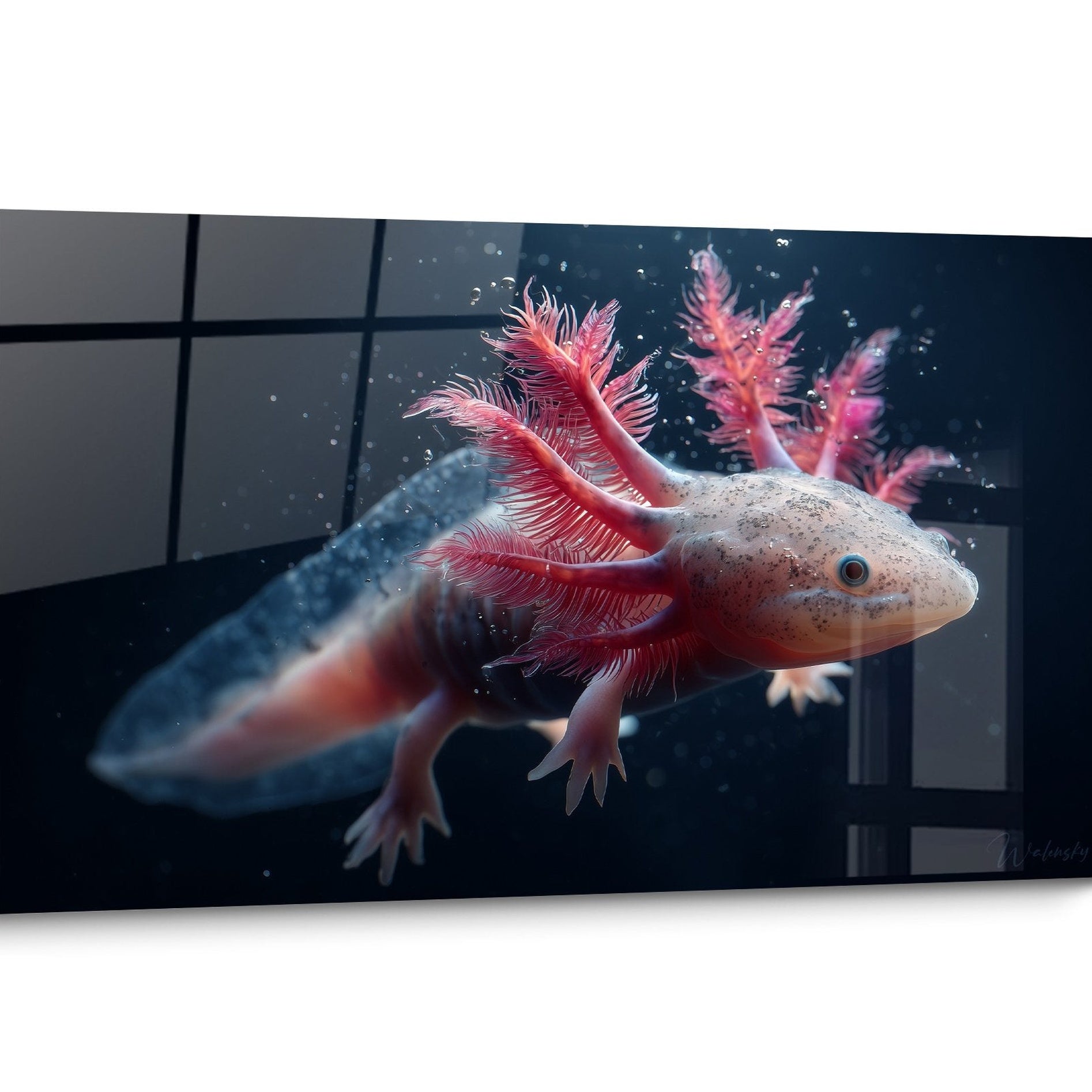 Tableau Axolotl