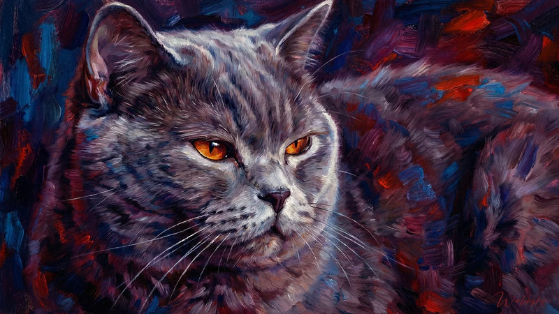 Chat British shorthair di Tableau