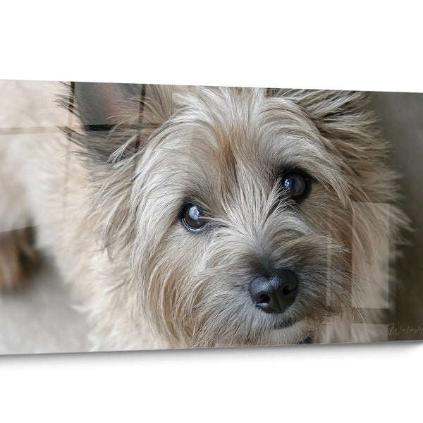 Tableau chien Cairn Terrier Réaliste