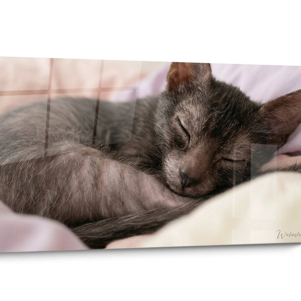 Tableau chat Lykoi Portrait