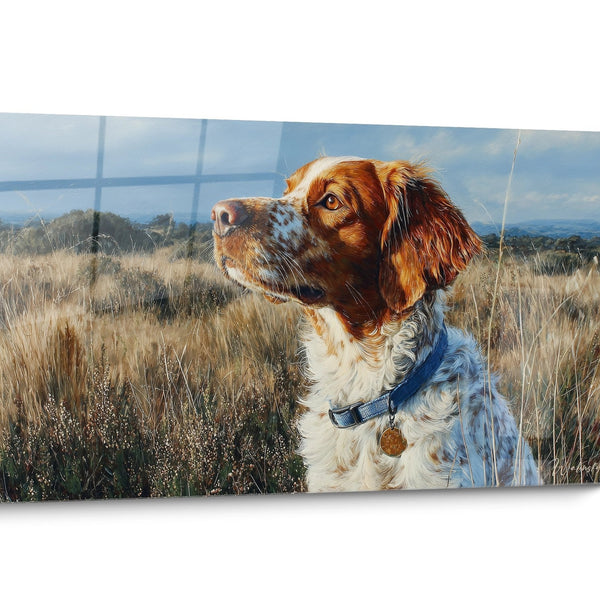 Quadro cane Bretone Spaniel Campestre