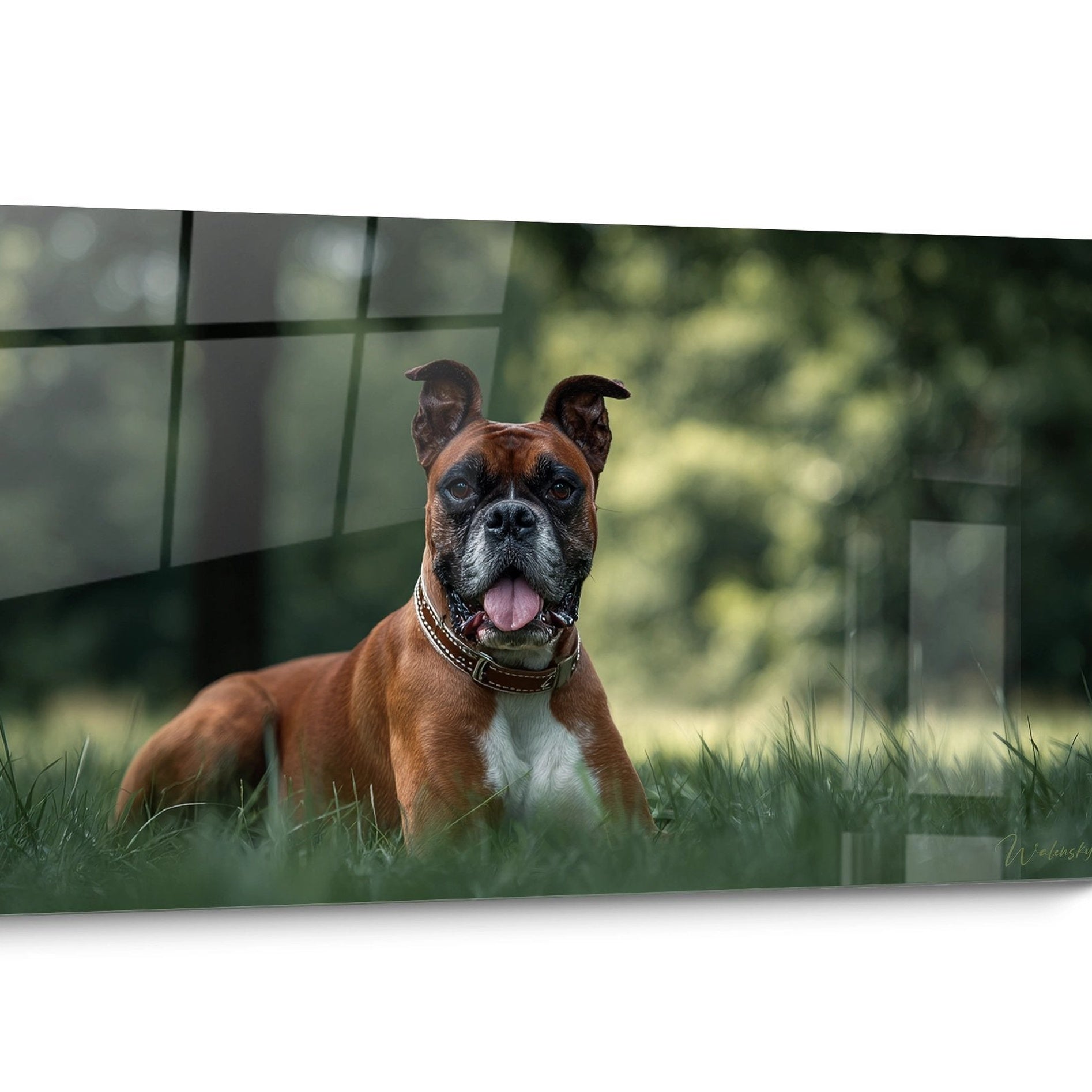 Tableau chien Boxer Réaliste