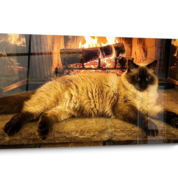 Tableau chat Himalayan Doré