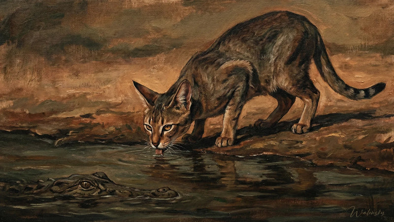 Chat di Tableau Chausie