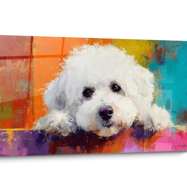 Bild Farbiger Bichon Frisé Hund