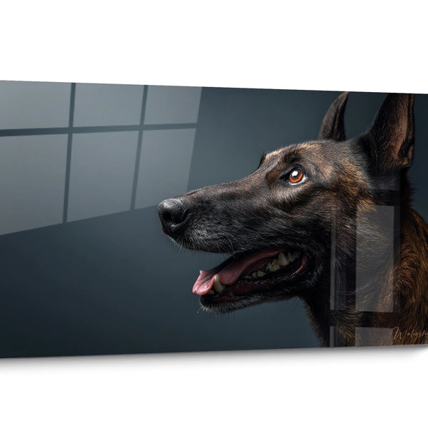 Tableau chien Berger Hollandais Portrait
