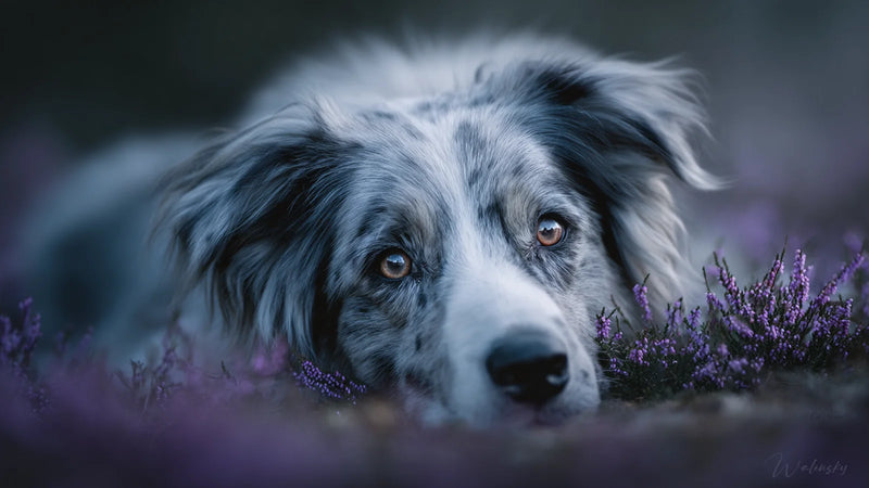 Tableau Border Collie