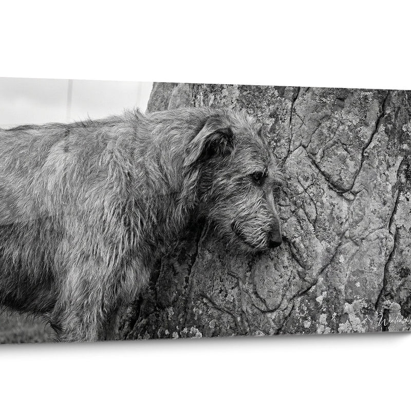 Gemälde Irish Wolfhound