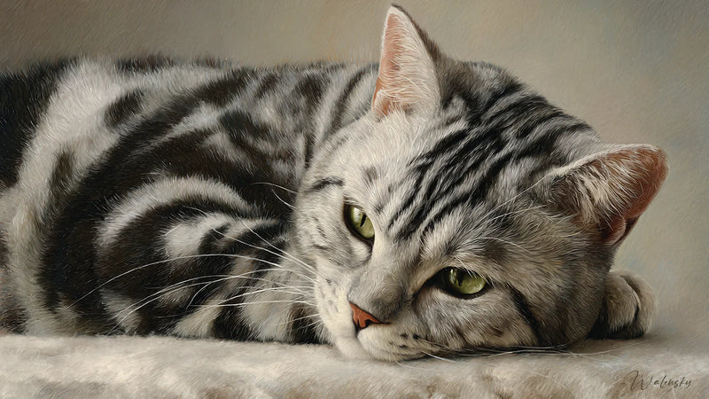 Chat Tableau American Shorthair