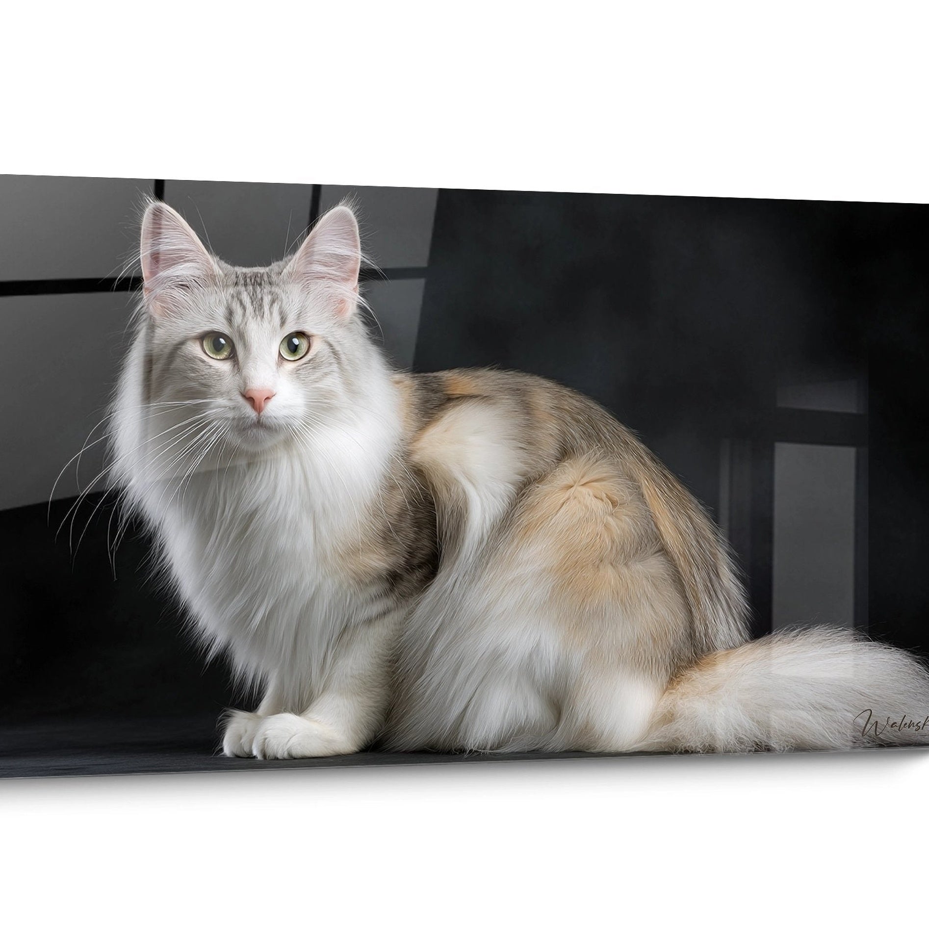 Tableau chat Turkish Angora Oriental