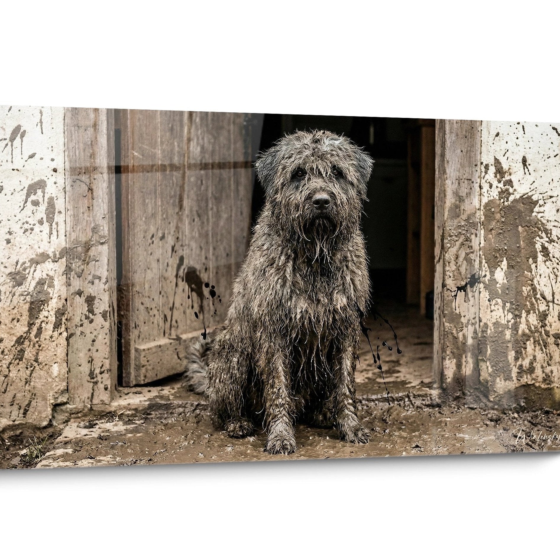 Tableau chien Bouvier des Flandres Vintage