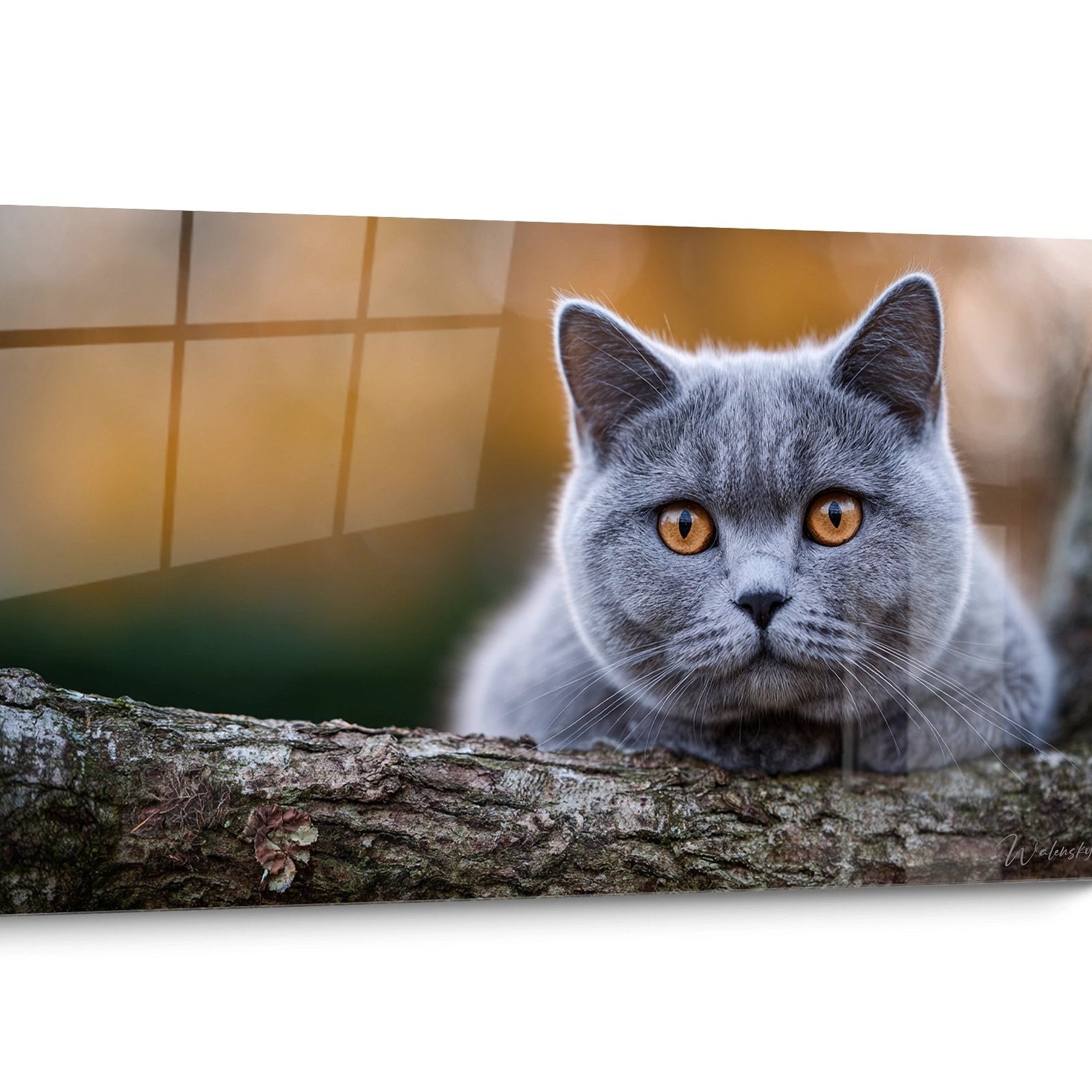 Tableau chat British shorthair Gris