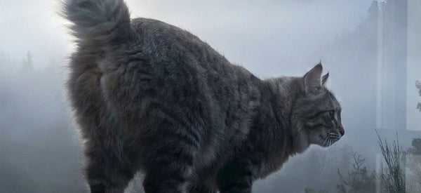 Tableau chat Kurilian Bobtail Montagne