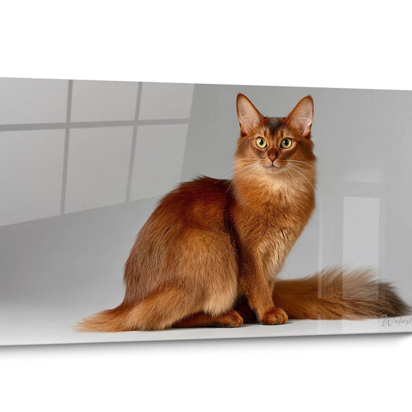 Tableau chat Somali Portrait