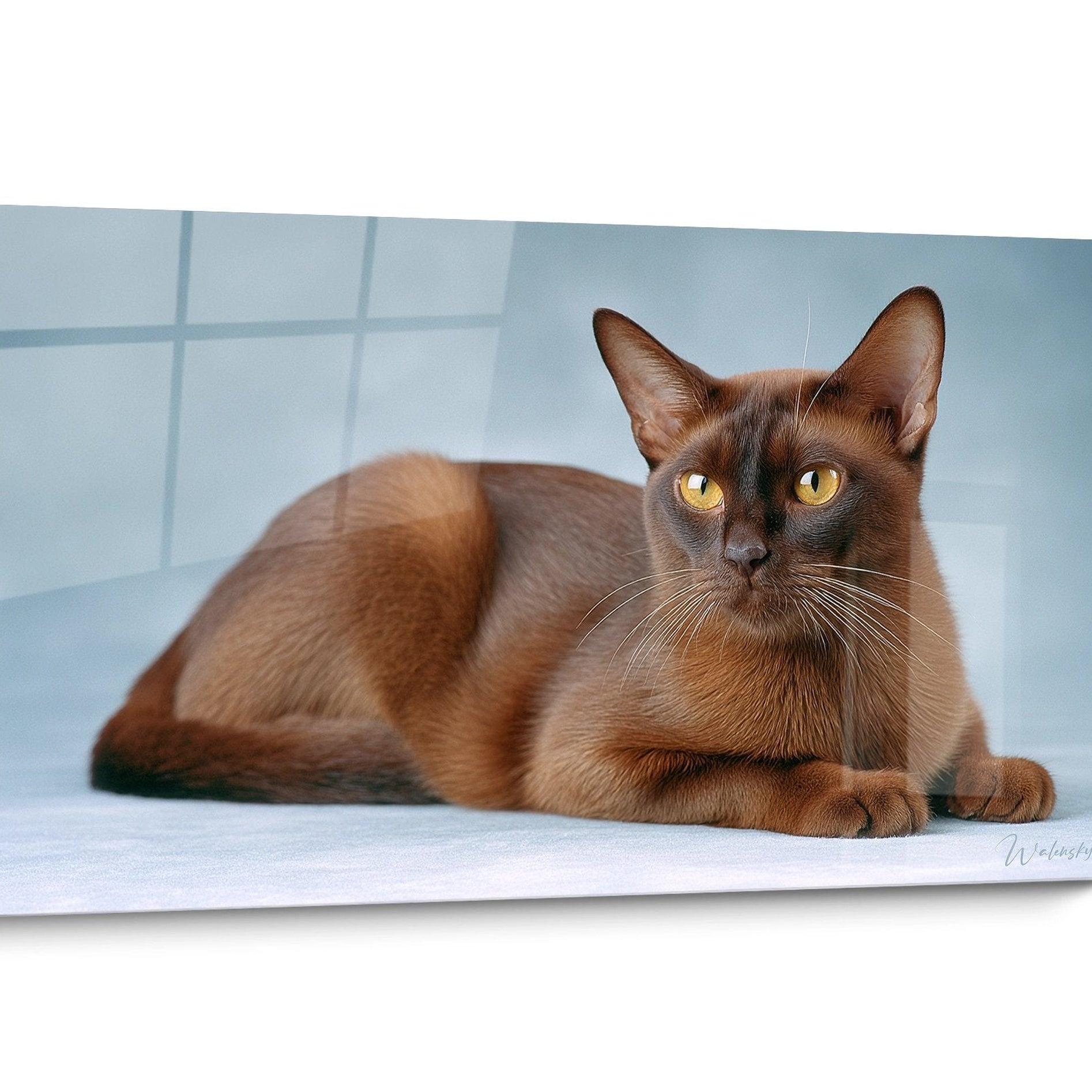 Burmese Cat Portrait Wall Art