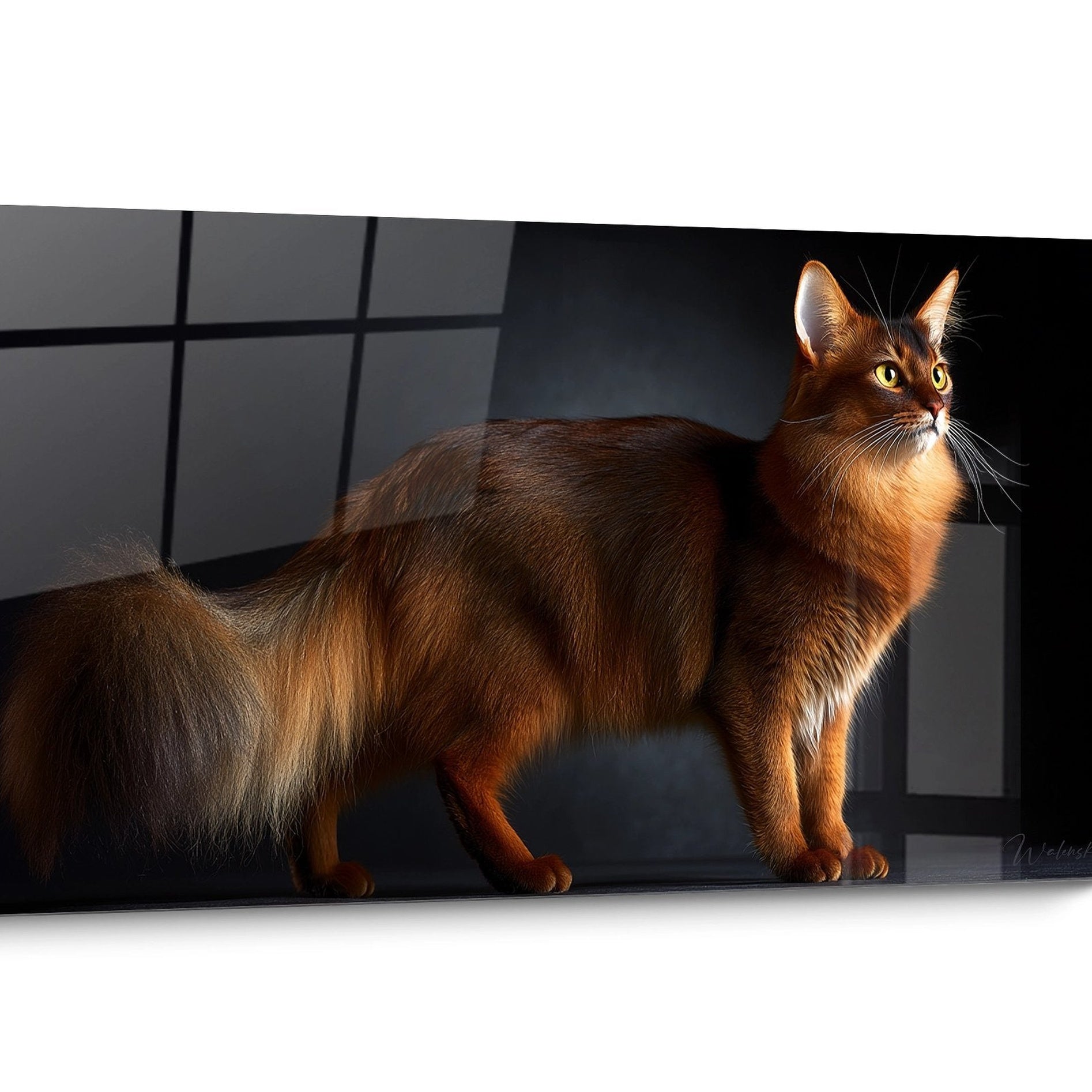 Tableau chat Somali Doré