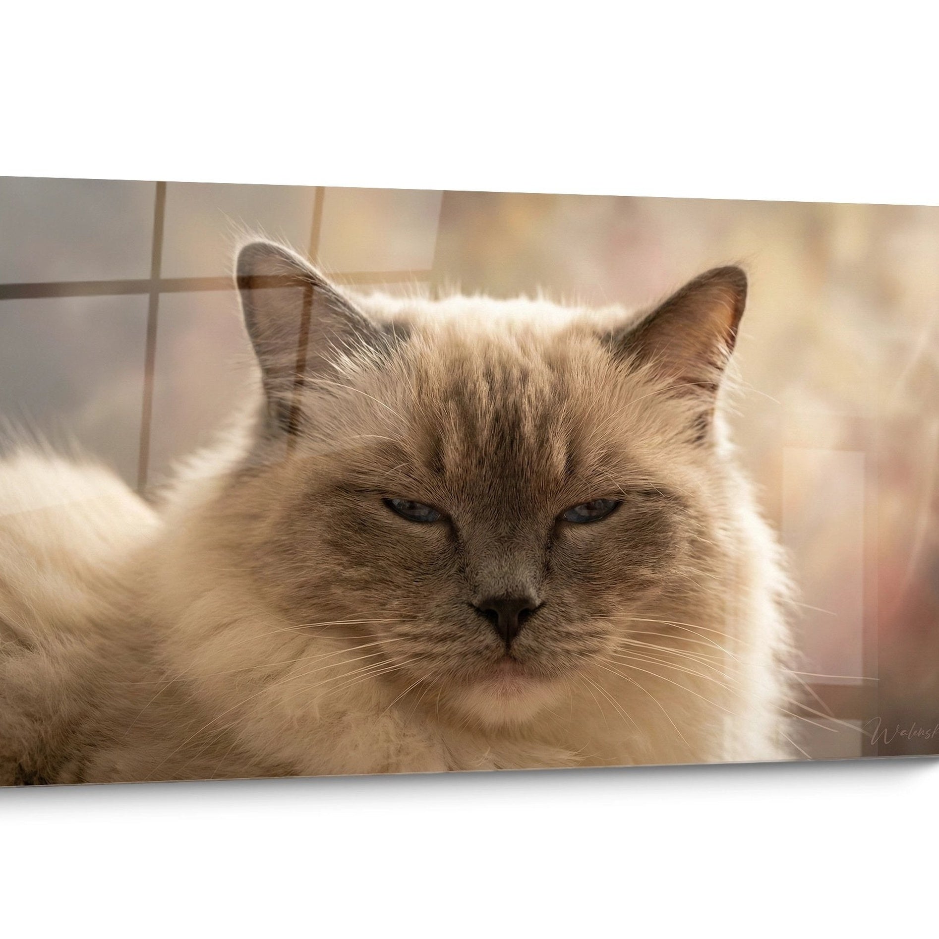 Gemälde Ragdoll-Katze Golden