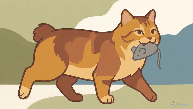 Chat di Tableau American Bobtail