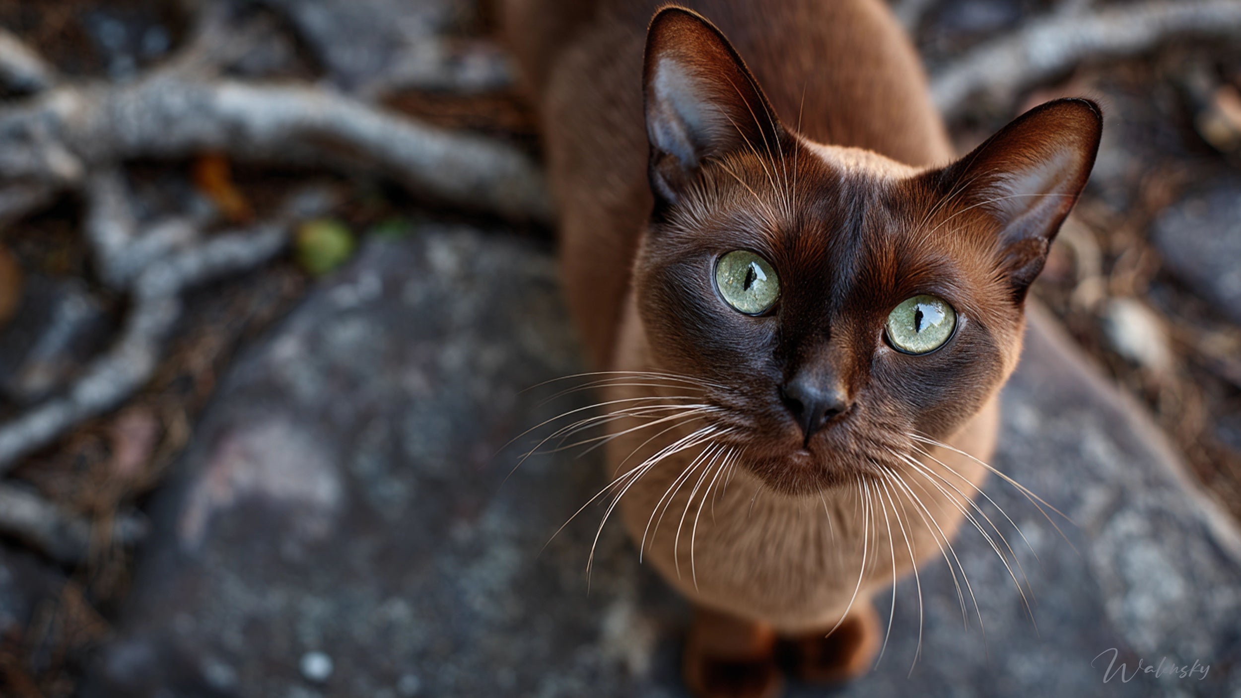 Tableau chat Burmese