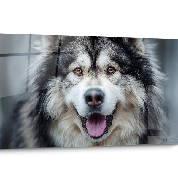 Tableau chien Malamute Alaska Portrait