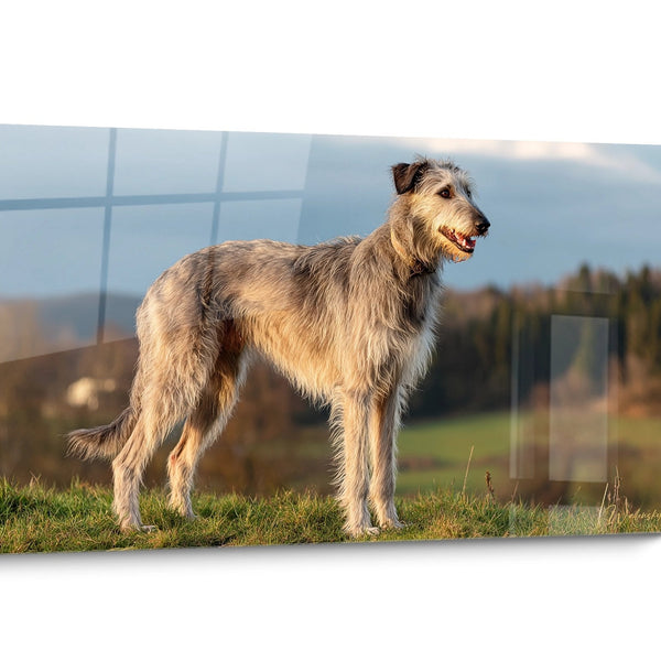 Gemälde Deerhound Golden Dog