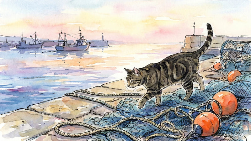 Chat europeo a pelo corto