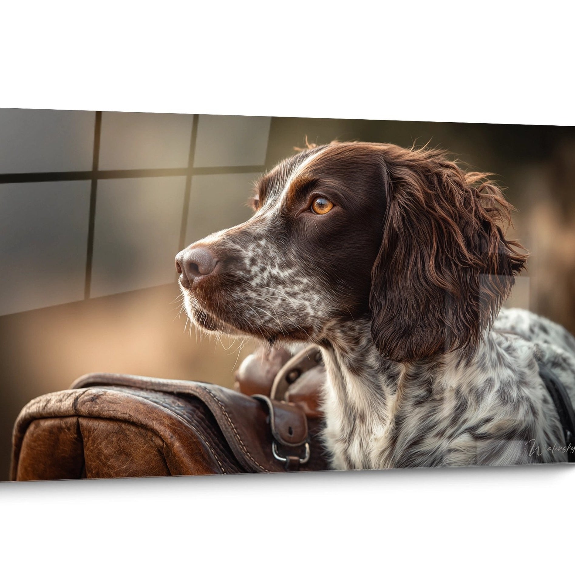 Tableau chien Epagneul Breton Contemplatif