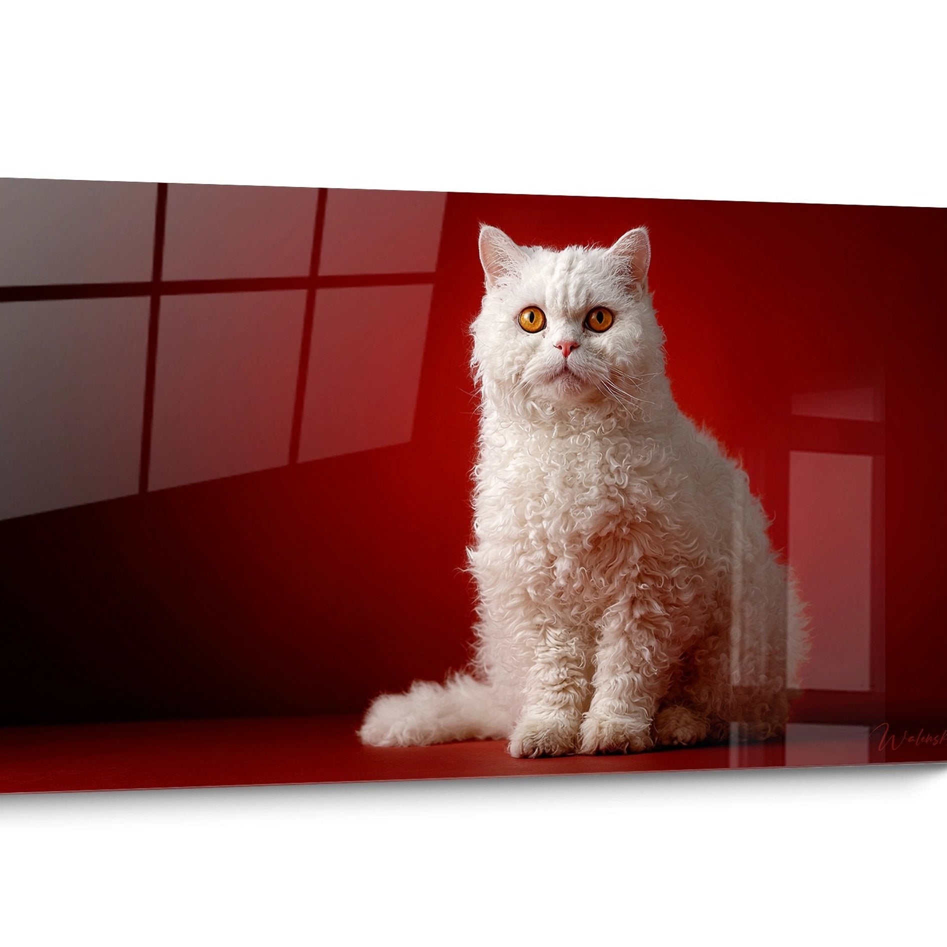 Tableau chat Selkirk Rex
