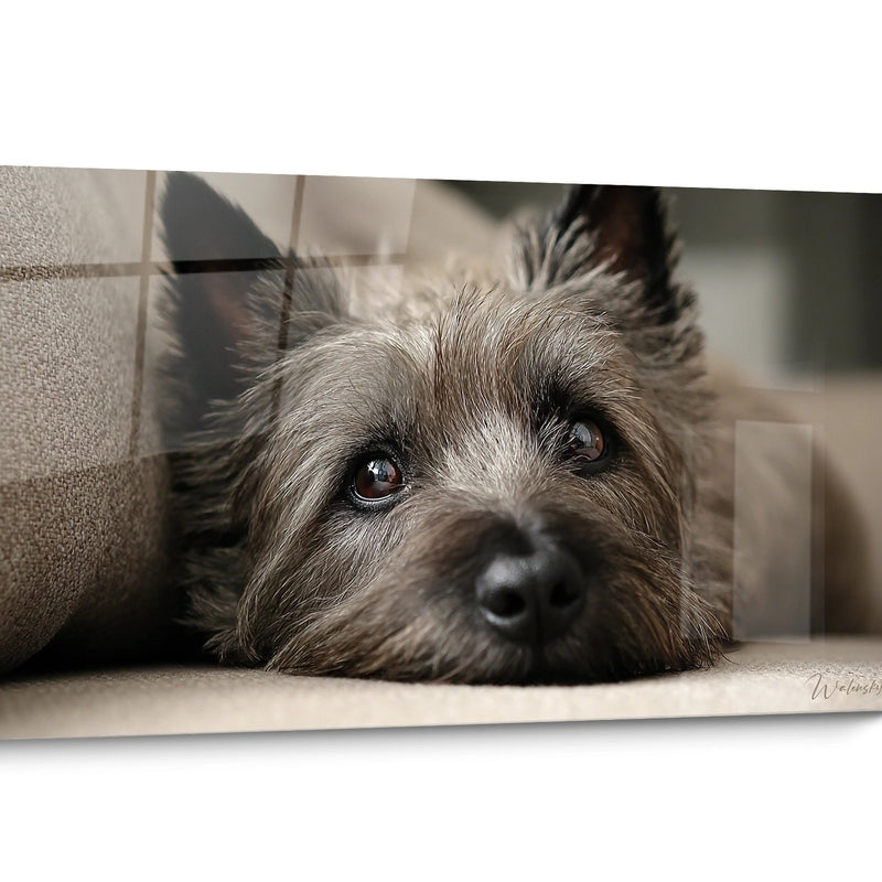 Cairn Terrier Wandbild