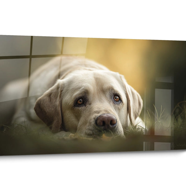 Tableau Labrador Retriever Realiste