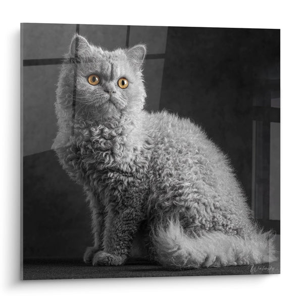 Tableau Chat Selkirk Rex aux yeux dorés - Portrait en noir et blanc - Edition chat Selkirk Rex