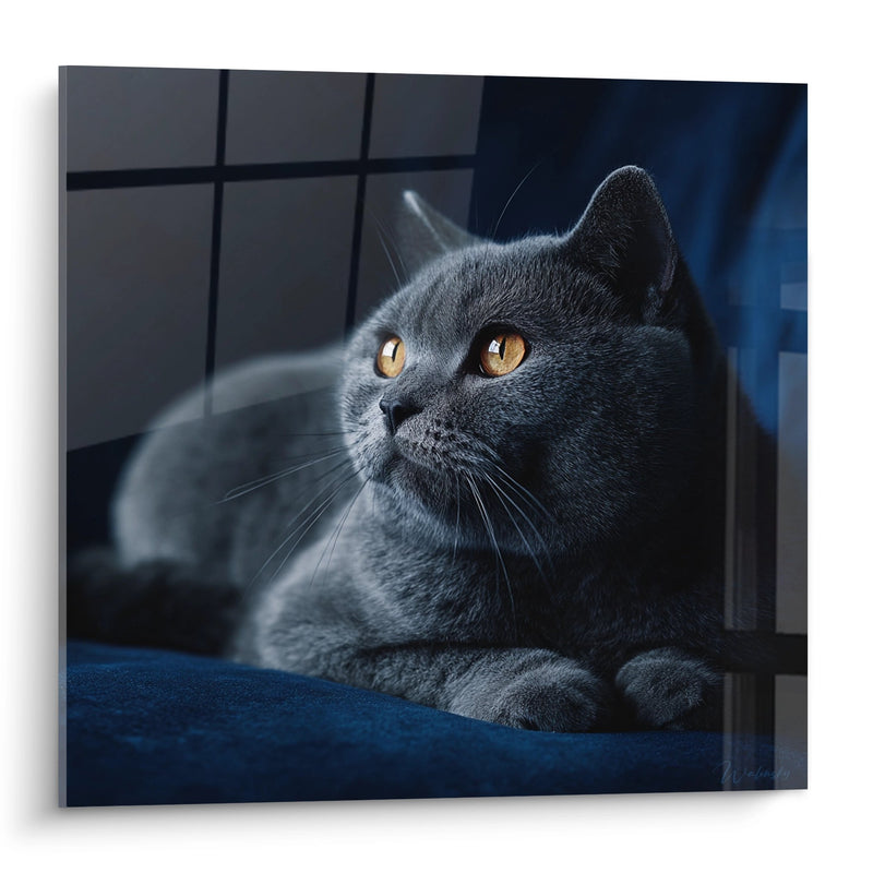 Gray British Shorthair Cat Painting with Amber Eyes - Contemplative Gaze - British Shorthair Cat Edition