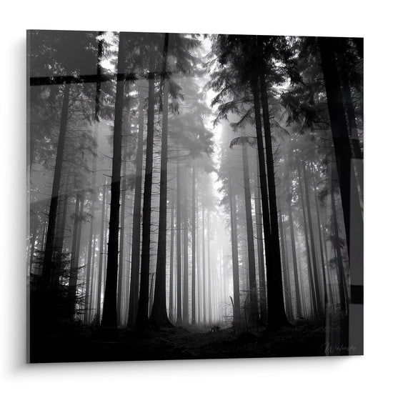 Tableau Forêt de Sapins dans la Brume - Lumière Mystérieuse - Edition Vosges