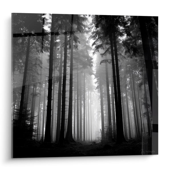 Cuadro Bosque de Abetos en la Niebla - Luz Misteriosa - Edición Vosges