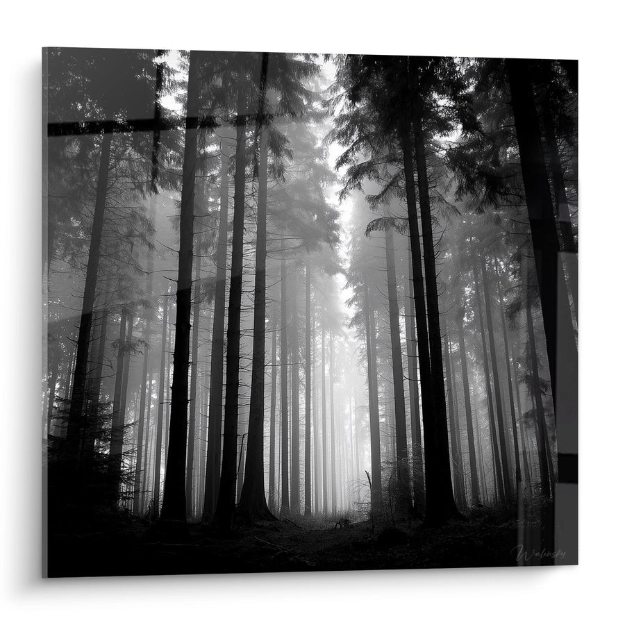 Tableau Forêt de Sapins dans la Brume - Lumière Mystérieuse - Edition Vosges