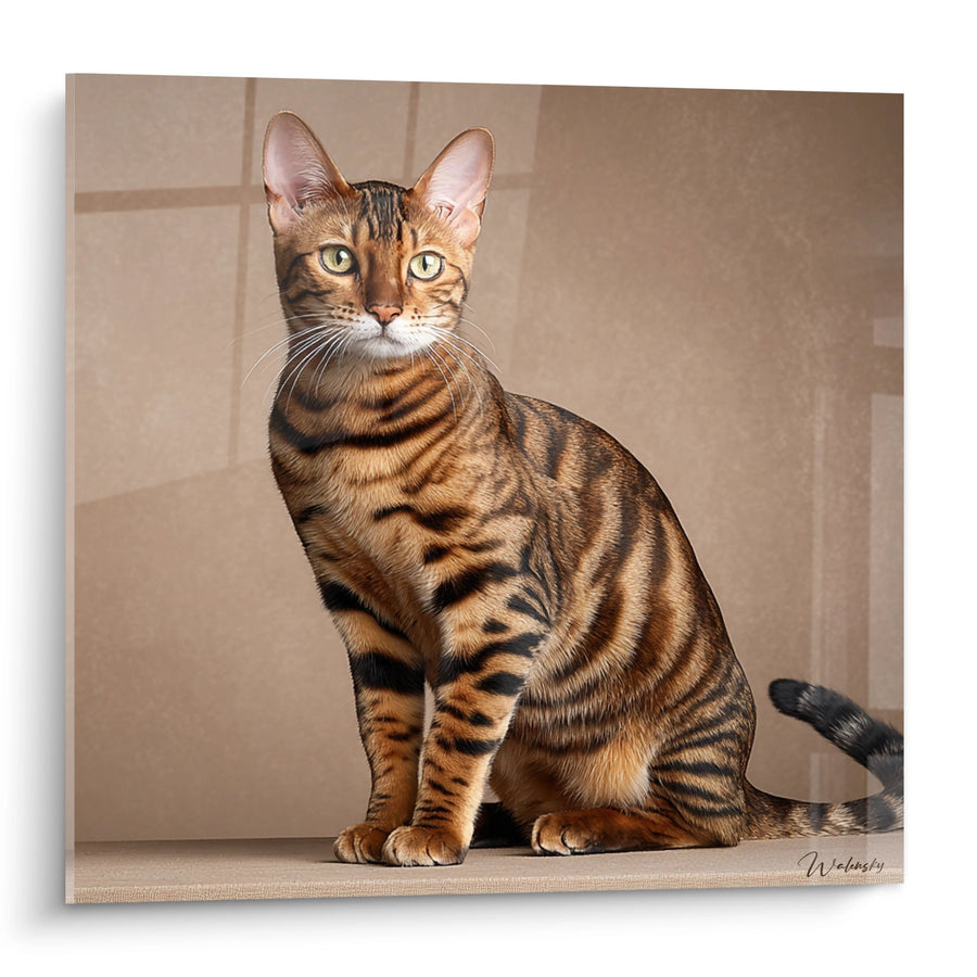 Tableau Chat Toyger Portrait - Majesté Rayée - Edition chat Toyger