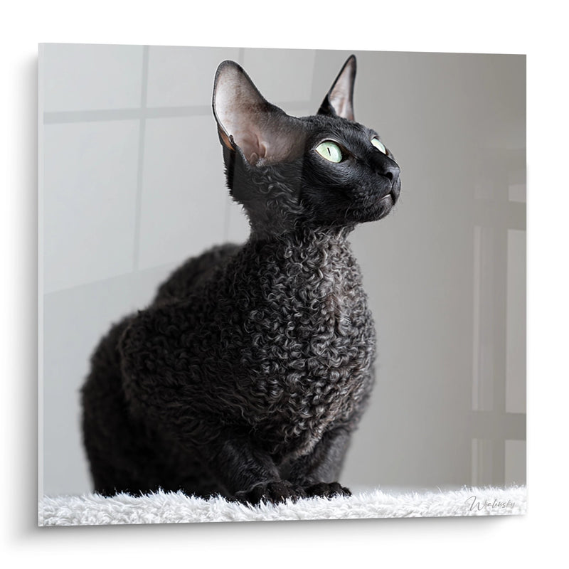 Tabella Chat Cornish Rex Nero - Ritratto Elegante con Occhi Verdi - Edizione del gatto Cornish Rex