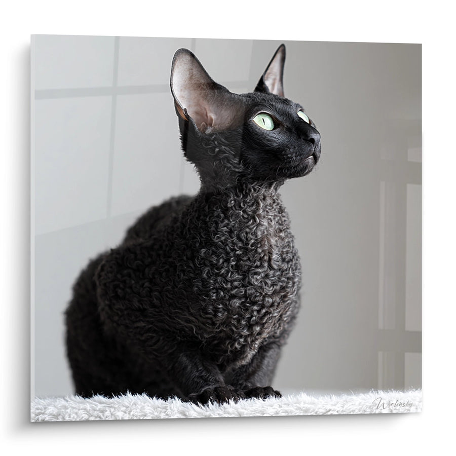 Tableau Chat Cornish Rex Noir - Portrait Elegant aux Yeux Verts - Edition chat Cornish Rex