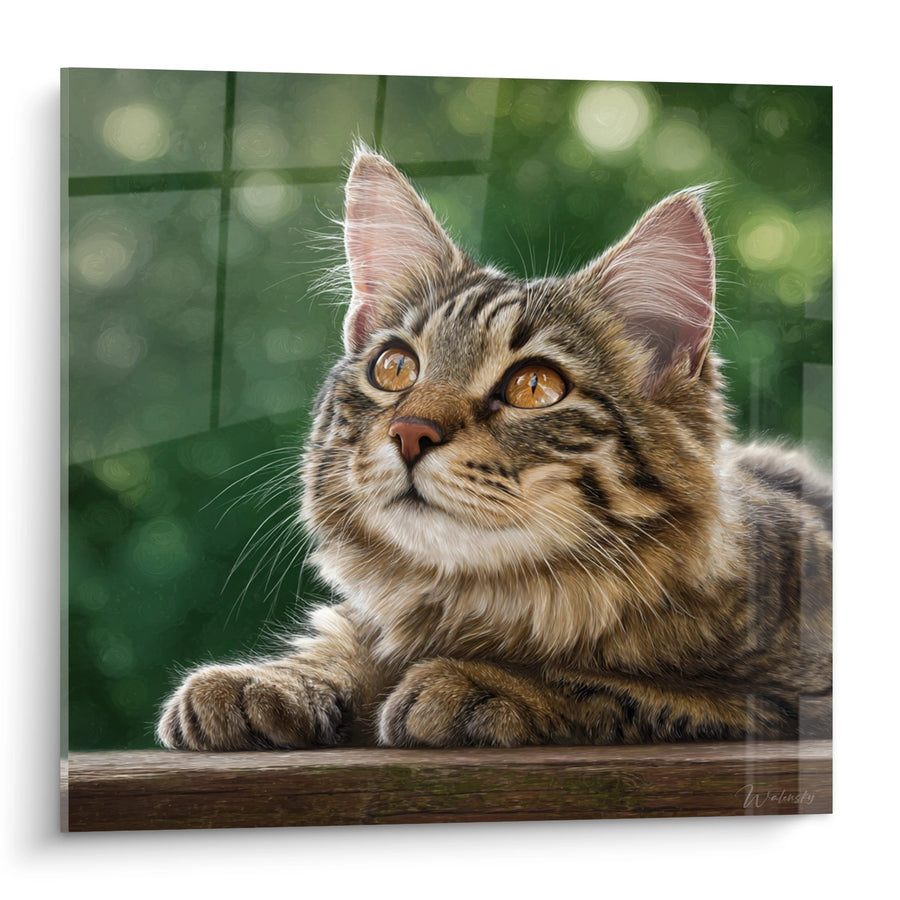 Tableau Chat American Bobtail Chaton - Regard Tendre - Edition chat American Bobtail