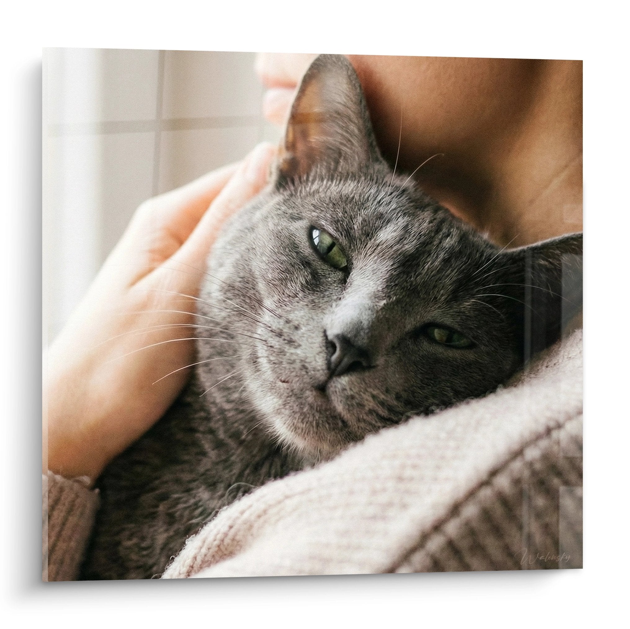 Tableau mural chat Korat gris aux yeux verts blotti dans les bras avec tendresse art félin moderne