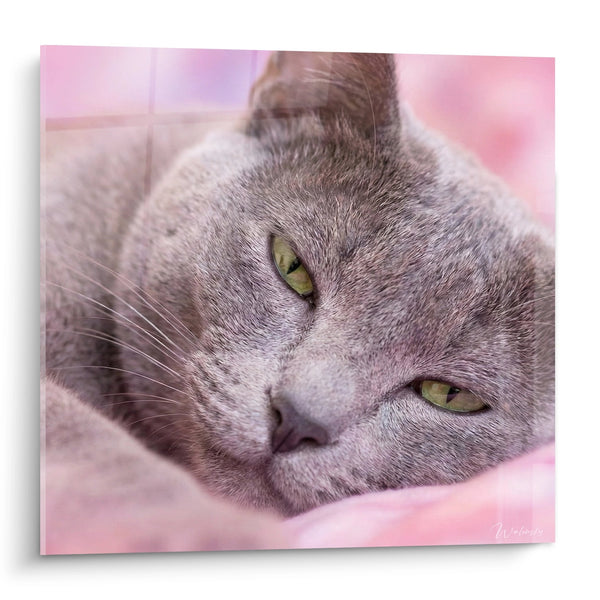Tableau Chat Korat aux Yeux Verts - Repos Paisible - Edition chat Korat