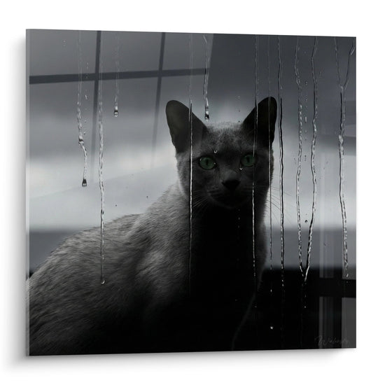 Tableau Chat Korat sous la Pluie - Regard Mystérieux - Edition chat Korat