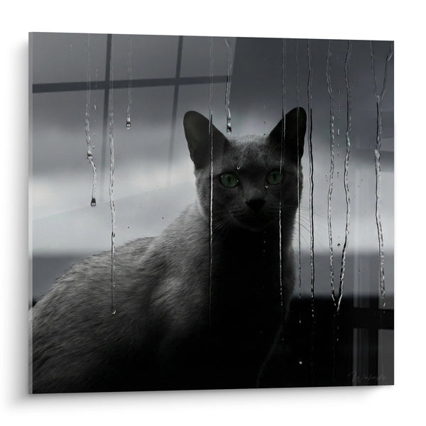 Cuadro Gato Korat Bajo la Lluvia - Mirada Misteriosa - Edición Gato Korat