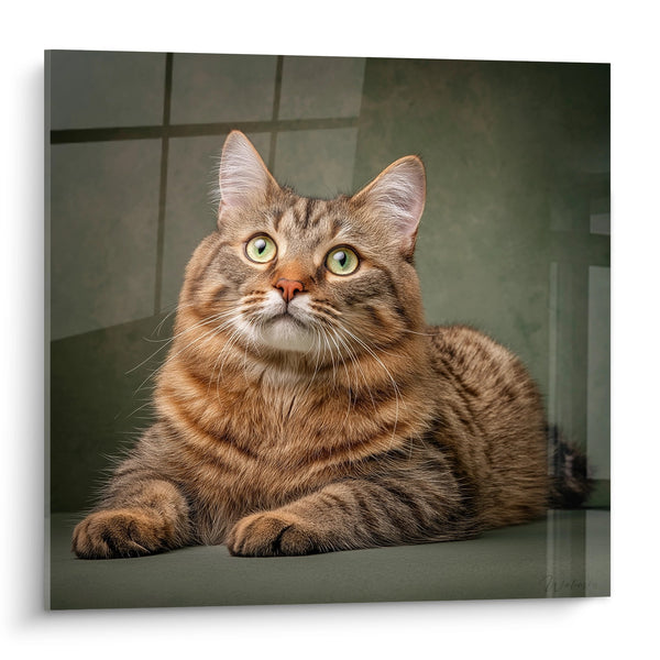 American Bobtail Katze mit grünen Augen - Fesselnder Blick - American Bobtail Edition